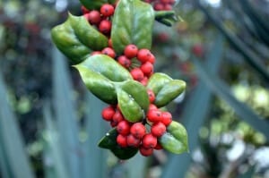 holly-with-berries
