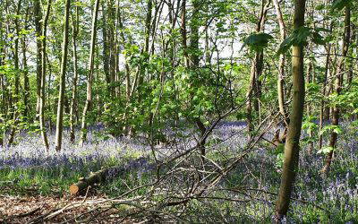Bluebell ride
